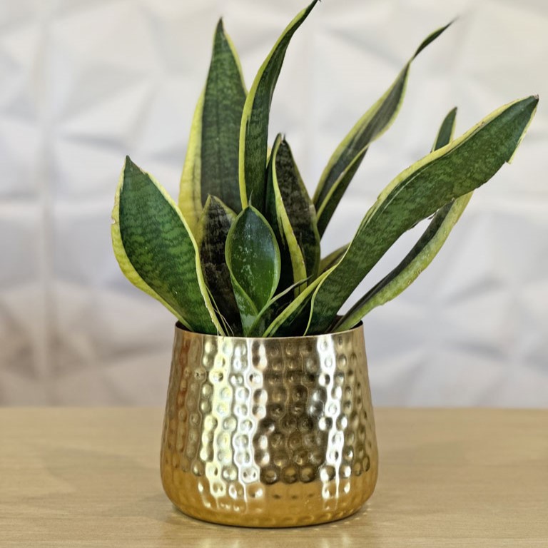 Decorbeats Matte Finish Planter Pots - Image 4
